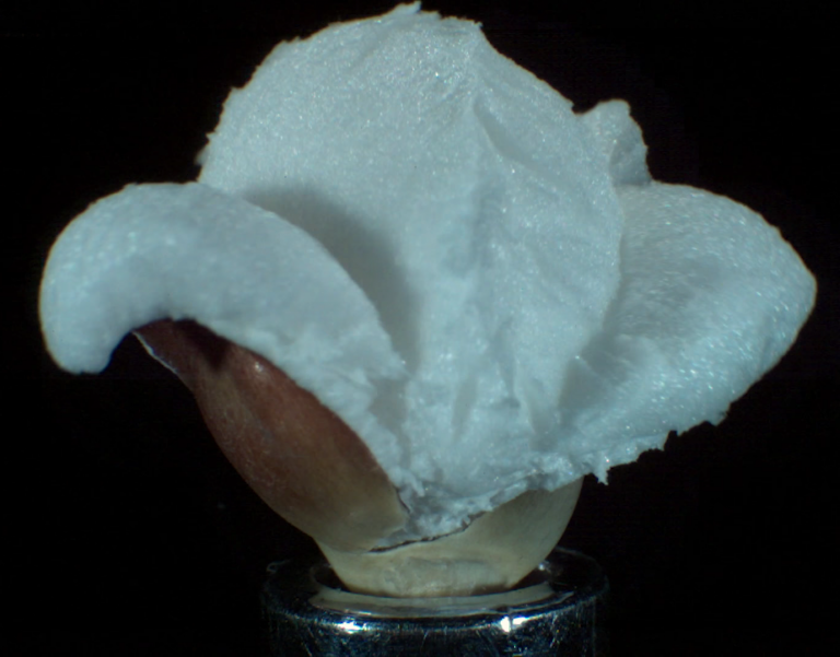 Vidéo : Une explosion d’un pop-corn en ultra slow motion !