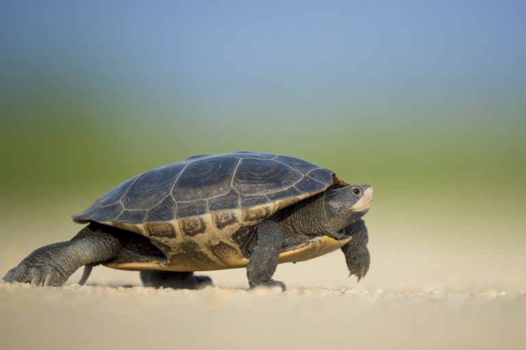 Coronavirus: En plein confinement, elle promène sa tortue et écope de 400€ d’amende<br />
<b>Deprecated</b>: strip_tags(): Passing null to parameter #1 ($string) of type string is deprecated in <b>/home/actumondxo/www/wp-content/themes/Newspaper/loop-single.php</b> on line <b>64</b><br />
Coronavirus: En plein confinement, elle promène sa tortue et écope de 400€ d’amende